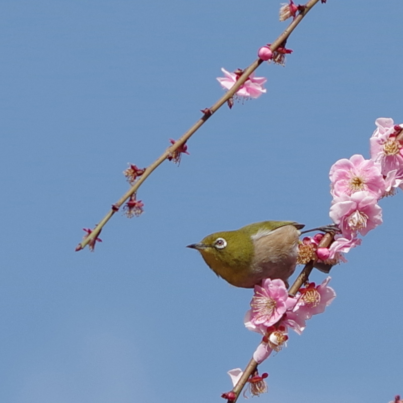 城南宮梅メジロ1.jpg