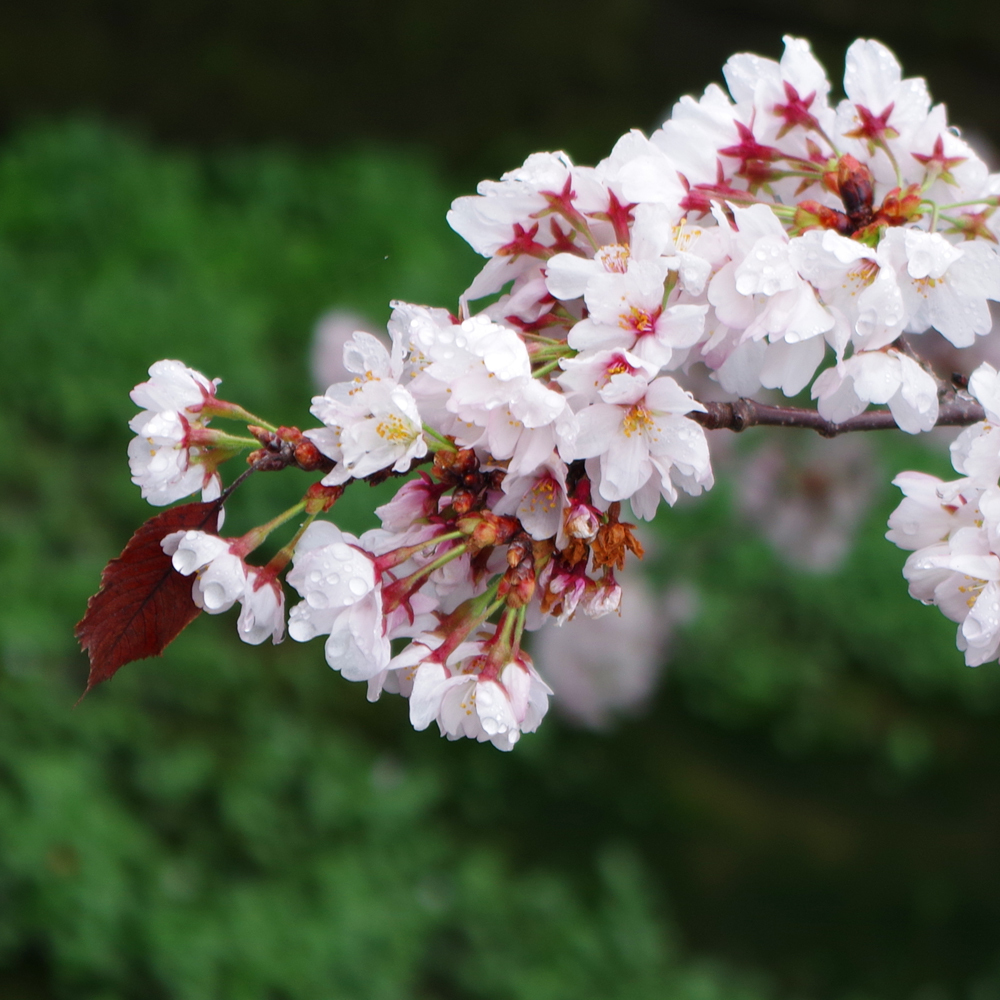 雨桜1.jpg