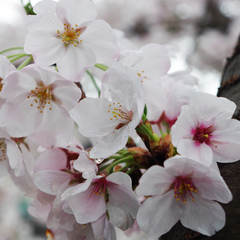 雨桜2.jpg